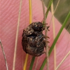 Cadmus (Lachnabothra) subgenus at Bungendore, NSW - suppressed