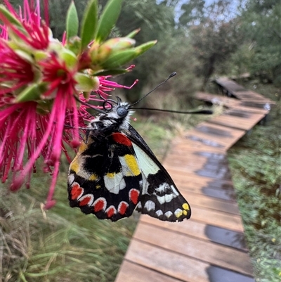 Delias aganippe (Spotted Jezebel) at Murrumbateman, NSW - 6 Dec 2024 by SimoneC