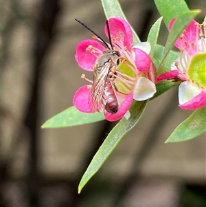 Lasioglossum (Parasphecodes) sp. (genus & subgenus) (Halictid bee) at Jerrabomberra, NSW by SteveBorkowskis