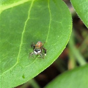 Maratus pavonis at Bungendore, NSW - 7 Dec 2024