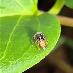 Maratus pavonis at Bungendore, NSW - 7 Dec 2024