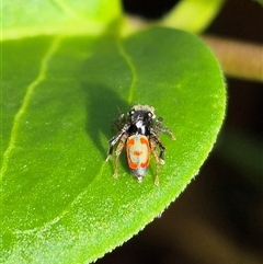 Maratus pavonis at Bungendore, NSW - 7 Dec 2024