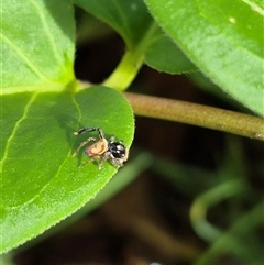 Maratus pavonis at Bungendore, NSW - 7 Dec 2024