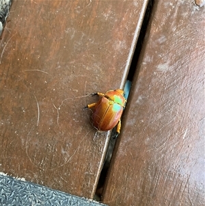 Anoplognathus sp. (genus) (Unidentified Christmas beetle) at Tathra, NSW by Suzhop