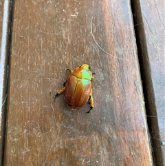 Anoplognathus sp. (genus) at Tathra, NSW - 6 Dec 2024