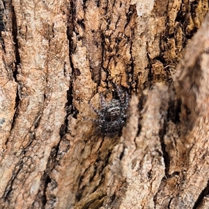 Servaea incana (Hoary Servaea) at Bungendore, NSW by clarehoneydove