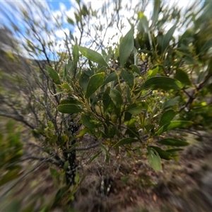 Acacia melanoxylon (Blackwood) at Bredbo, NSW by WhiteRabbit