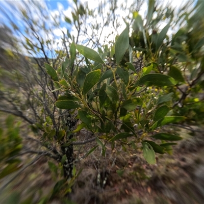 Acacia melanoxylon (Blackwood) at Bredbo, NSW - 6 Dec 2024 by WhiteRabbit