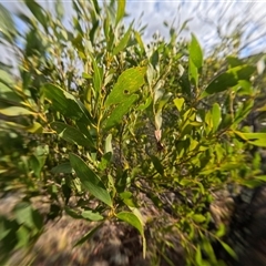 Acacia buxifolia subsp. buxifolia at Bredbo, NSW - 6 Dec 2024 by WhiteRabbit