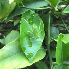 Unidentified Insect at Carwoola, NSW - 7 Dec 2024 by AmyT