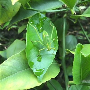 Caedicia simplex at Carwoola, NSW - suppressed