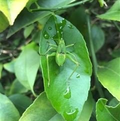 Caedicia simplex at Carwoola, NSW - suppressed