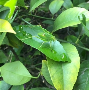 Caedicia simplex at Carwoola, NSW - suppressed