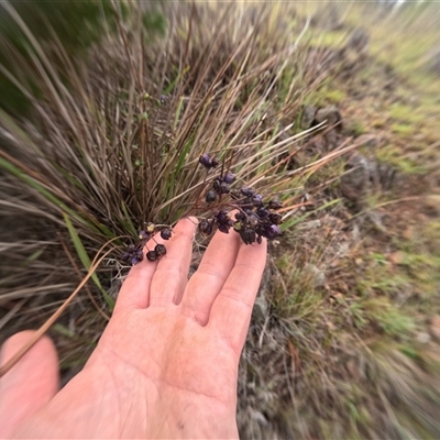 Dianella revoluta var. revoluta (Black-Anther Flax Lily) at Bredbo, NSW - 6 Dec 2024 by WhiteRabbit