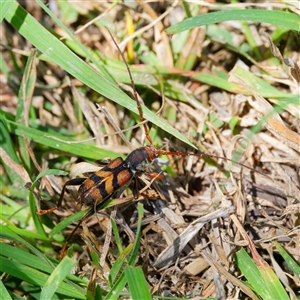 Aridaeus thoracicus at Greenway, ACT by DPRees125