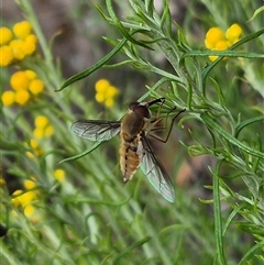 Trichophthalma sp. (genus) (Tangle-vein fly) at Bungendore, NSW - 6 Dec 2024 by clarehoneydove