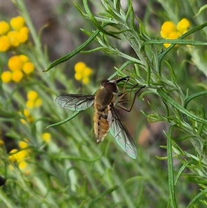 Trichophthalma sp. (genus) at Bungendore, NSW - suppressed