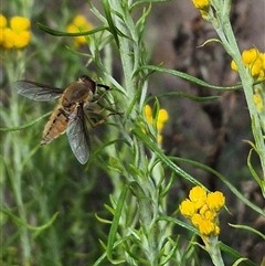 Trichophthalma sp. (genus) at Bungendore, NSW - suppressed