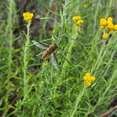 Trichophthalma sp. (genus) at Bungendore, NSW - suppressed