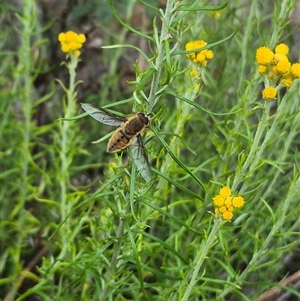 Trichophthalma sp. (genus) at Bungendore, NSW - 7 Dec 2024