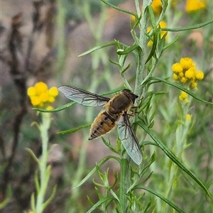 Trichophthalma sp. (genus) at Bungendore, NSW - suppressed