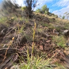 Cymbopogon refractus (Barbed-wire Grass) at Bredbo, NSW - 6 Dec 2024 by WhiteRabbit