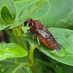 Pergagrapta spinolae at Bungendore, NSW - suppressed