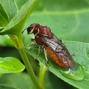 Pergagrapta spinolae at Bungendore, NSW - suppressed