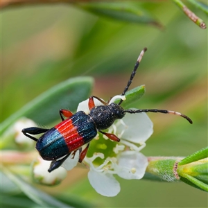 Obrida fascialis (One banded longicorn) at Greenway, ACT by DPRees125