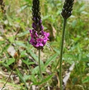 Cullen microcephalum (Dusky Scurf-pea) at Rendezvous Creek, ACT by jmcleod