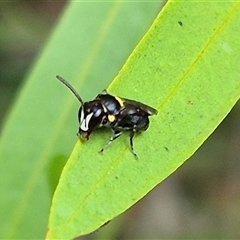 Hylaeus (Hylaeorhiza) nubilosus (A yellow-spotted masked bee) at Bungendore, NSW - 7 Dec 2024 by clarehoneydove