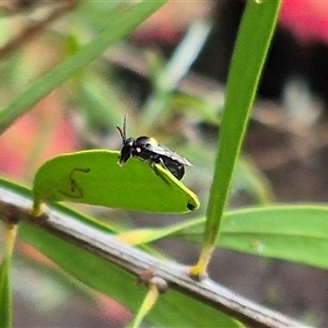 Hylaeus (Hylaeorhiza) nubilosus at Bungendore, NSW - suppressed