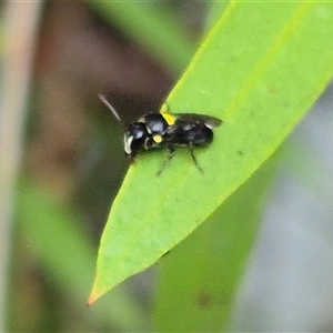 Hylaeus (Hylaeorhiza) nubilosus at Bungendore, NSW - suppressed