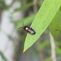 Hylaeus (Hylaeorhiza) nubilosus at Bungendore, NSW - suppressed