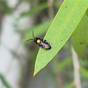 Hylaeus (Hylaeorhiza) nubilosus at Bungendore, NSW - suppressed