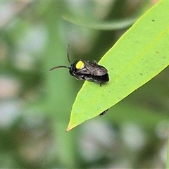 Hylaeus (Hylaeorhiza) nubilosus at Bungendore, NSW - suppressed