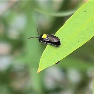 Hylaeus (Hylaeorhiza) nubilosus at Bungendore, NSW - suppressed