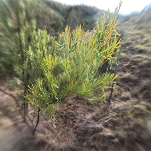 Acacia boormanii (Snowy River Wattle) at Bredbo, NSW by WhiteRabbit