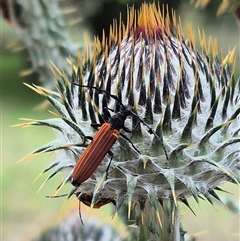 Tropis roei (Roe's longhorn beetle) at Bungendore, NSW - 6 Dec 2024 by clarehoneydove