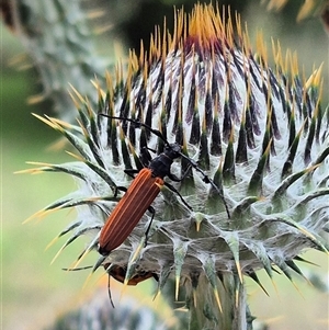 Tropis roei (Roe's longhorn beetle) at Bungendore, NSW by clarehoneydove