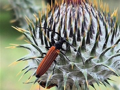 Tropis paradoxa (Longicorn beetle) at Bungendore, NSW - 6 Dec 2024 by clarehoneydove