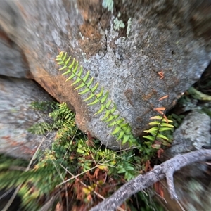 Pellaea calidirupium (Hot Rock Fern) at Bredbo, NSW by WhiteRabbit