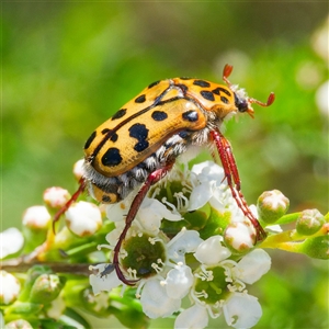 Neorrhina punctata (Spotted flower chafer) at Greenway, ACT by DPRees125