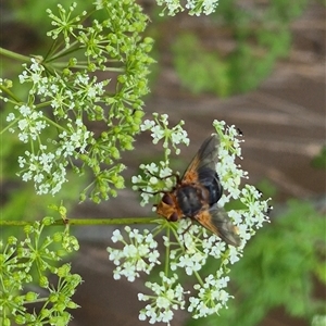 Microtropesa sp. (genus) at Bungendore, NSW by clarehoneydove