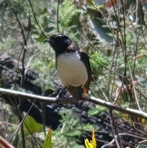 Rhipidura leucophrys at Rendezvous Creek, ACT - 5 Dec 2024