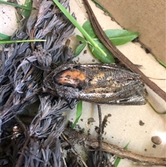 Endoxyla (genus) (Unknown Wood Moth) at Carwoola, NSW - 7 Dec 2024 by AmyT