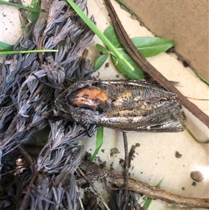 Endoxyla (genus) (Unknown Wood Moth) at Carwoola, NSW by AmyT