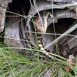 Tiliqua scincoides scincoides at Mittagong, NSW - suppressed