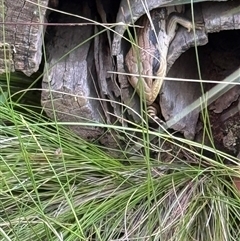 Tiliqua scincoides scincoides at Mittagong, NSW - suppressed