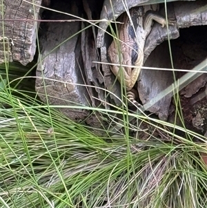 Tiliqua scincoides scincoides at Mittagong, NSW - suppressed